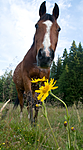 BB 09 0221 / Arnica montana / Solblom <br /> Equus caballus / Hest